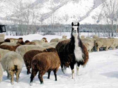 Farming With the Wild Image